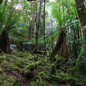 Creepy Crawly Nature Trail, South West National Park