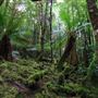 Creepy Crawly Nature Trail, South West National Park