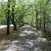 Hollybank Forest Reserve
