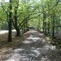 Hollybank Forest Reserve