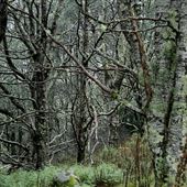 Mt Barrow - forests