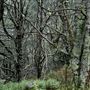 Mt Barrow - forests