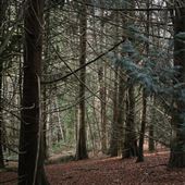 Stoodley Forest Reserve