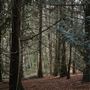 Stoodley Forest Reserve