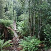 Myrtle Forest
