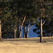 Bruny Island - vegetation