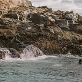 Seal Lions on Bruny Island