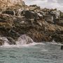 Seal Lions on Bruny Island