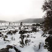 Mt. Field National Park - Snow