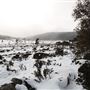 Mt. Field National Park - Snow